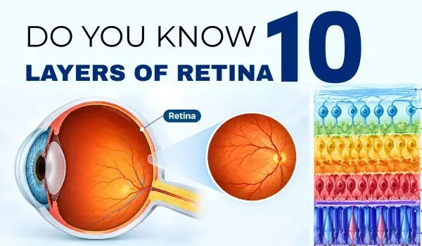 10 Layers of the Retina: Structure, Function & Diagram